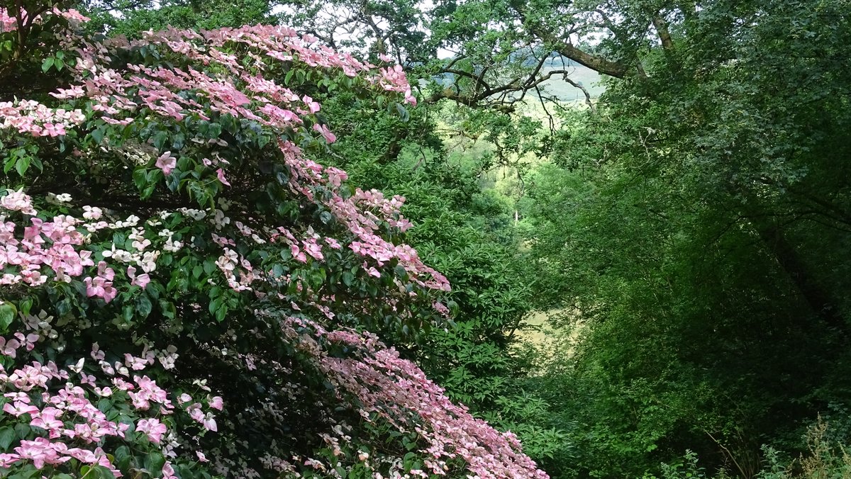 ian_hulf's tweet photo. Welcome to June 25th
I think you’ll agree, Amidst the forest this is a beautiful tree. That we found on our walk around, The amazing Winkworth Arboretum grounds… #WinkworthArbooretum #IanHulf #Southend #Rhyme999© #FrontLineWorkersCare. https://t.co/eYTqDbP0QP