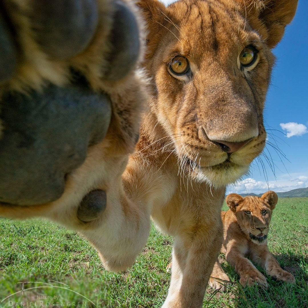 Sometimes, all you need is an animal selfie.

📍Serengeti National Park

📷 @naturebydanielrosengren

#tanzaniasafarichannel #tbc #serengetinationalpark #tanzanianationalpark #visittanzania