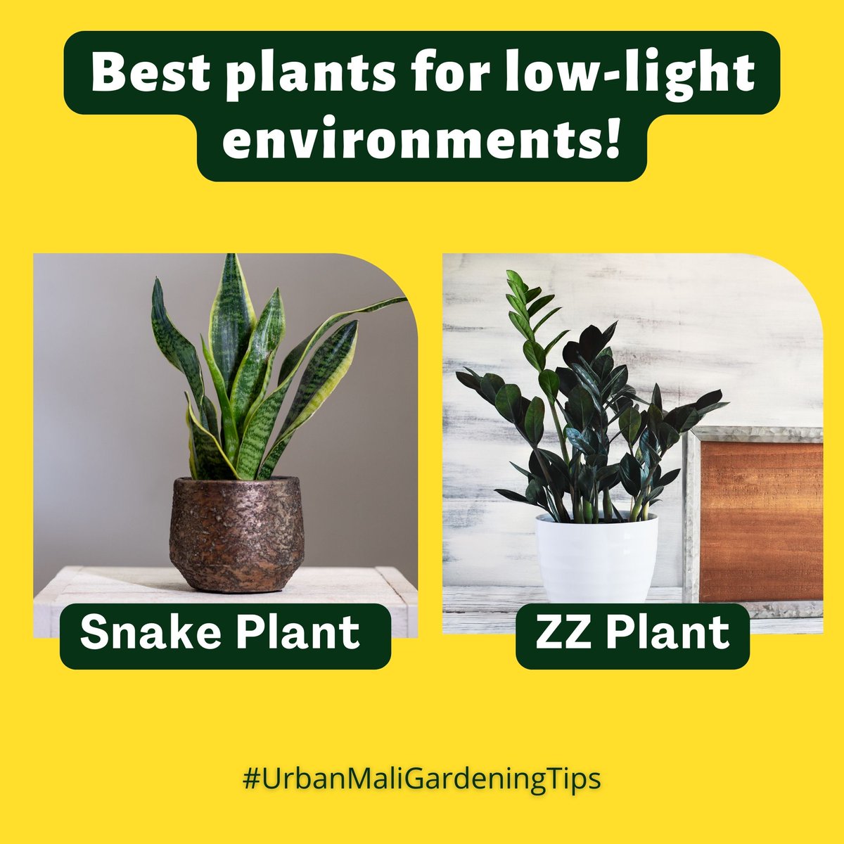 Bringing life to every corner of your home! Discover the best plants for low-light environments that thrive even in the shadiest spots. =

#LowLightPlants #GreenLiving #IndoorGarden #NatureAtHome#plantaddict #plantlife #urbangardening #homegardening #urbanmali