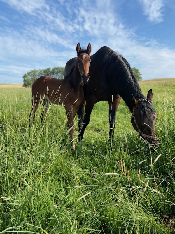 Helbroder Katzenjammer vinner Breeders försök för <a href="/Stefppettersson/">Stefan Pettersson</a> grattis <a href="/StallCourantAB/">Stall Courant AB</a> <a href="/FourthD2015/">Fourth Dimension</a>