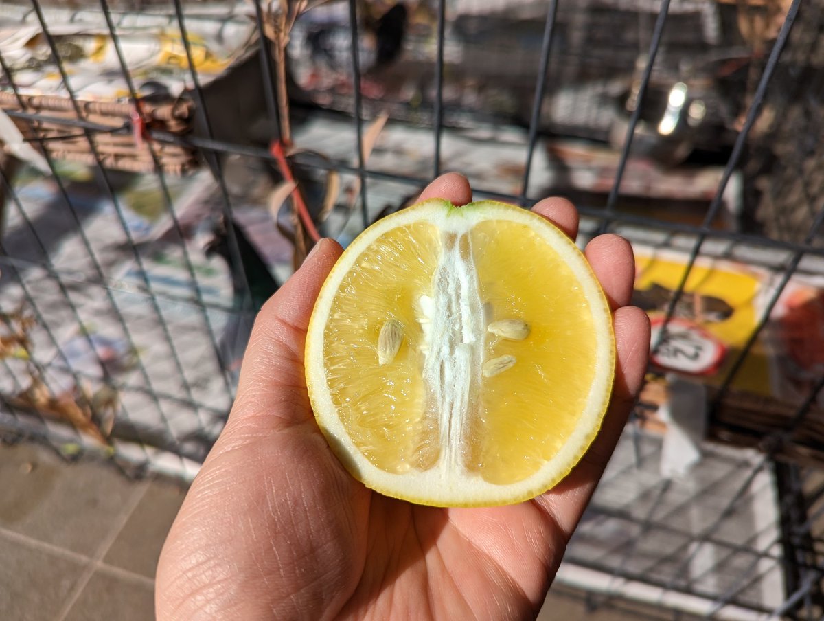 lovesthefeed's tweet photo. The sole lemon on my lemon tree was ready to pick today! It was a great success, so tasty and juicy! https://t.co/sPXzBh1y7e