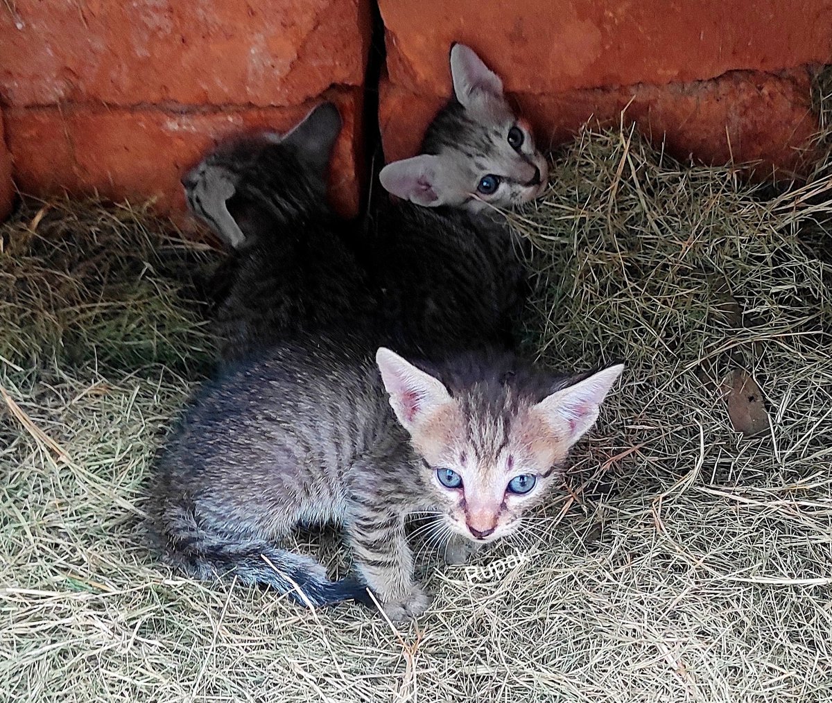 Rupak_nature's tweet image. I will never forget that special moment. My heart was filled with love, tears welled up in my eyes seeing them. I gave her milk, jaggery, oats etc. and made a temporary home for safety. Thank God she found #home here, all living together. 
#smallbutbeautiful moments❤
#humanity