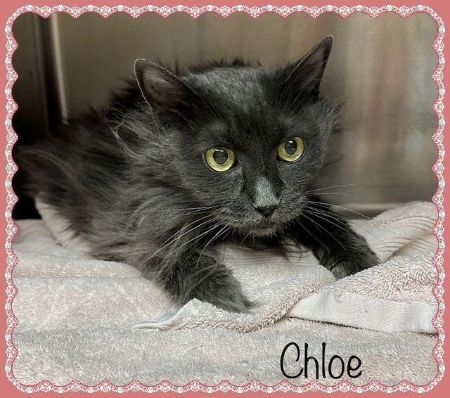 'Chloe' is a lovely grandma kitty at the #CobbCounty shelter in #MariettaGA shunned & betrayed for allegedly urinating around the house! No evidence of a trip to see a vet or new stressors! A disgusting way to treat a senior cat! Adopt! Pledge! URGENT! 🙏
ift.tt/9Pc6ubk
