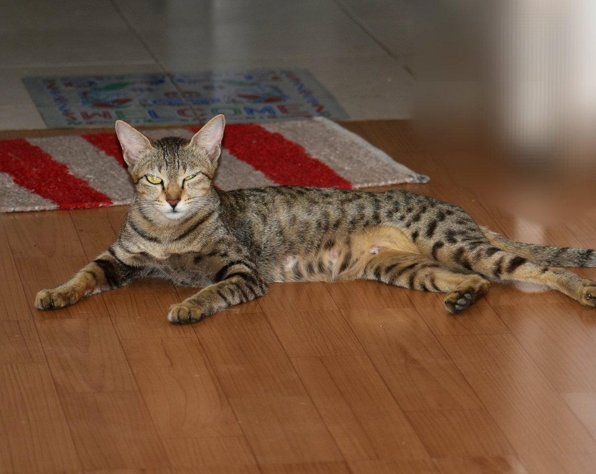 Rupak_nature's tweet image. I will never forget that special moment. My heart was filled with love, tears welled up in my eyes seeing them. I gave her milk, jaggery, oats etc. and made a temporary home for safety. Thank God she found #home here, all living together. 
#smallbutbeautiful moments❤
#humanity