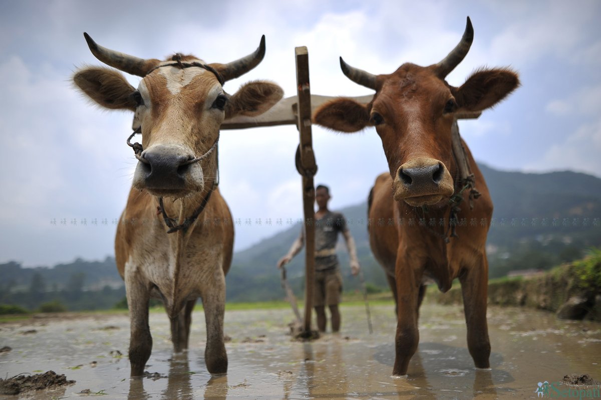 maharjanarayan's tweet photo. FilePhotos: Ropai - Rice Plantation Day
Photos©Narayan Maharjan/Setopati.com- 2020
#ropai #rice #plantation #setopat #setopatiphotos
#nepal #farmers #moment https://t.co/uYpZsp5XBC