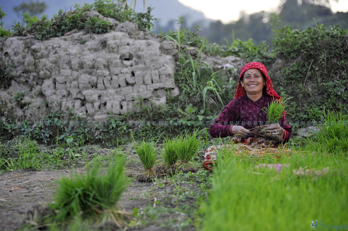 maharjanarayan's tweet photo. FilePhotos: Ropai - Rice Plantation Day
Photos©Narayan Maharjan/Setopati.com- 2020
#ropai #rice #plantation #setopat #setopatiphotos
#nepal #farmers #moment https://t.co/uYpZsp5XBC