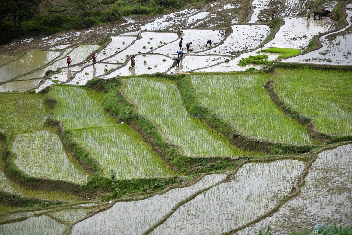 maharjanarayan's tweet photo. FilePhotos: Ropai - Rice Plantation Day
Photos©Narayan Maharjan/Setopati.com- 2020
#ropai #rice #plantation #setopat #setopatiphotos
#nepal #farmers #moment https://t.co/uYpZsp5XBC