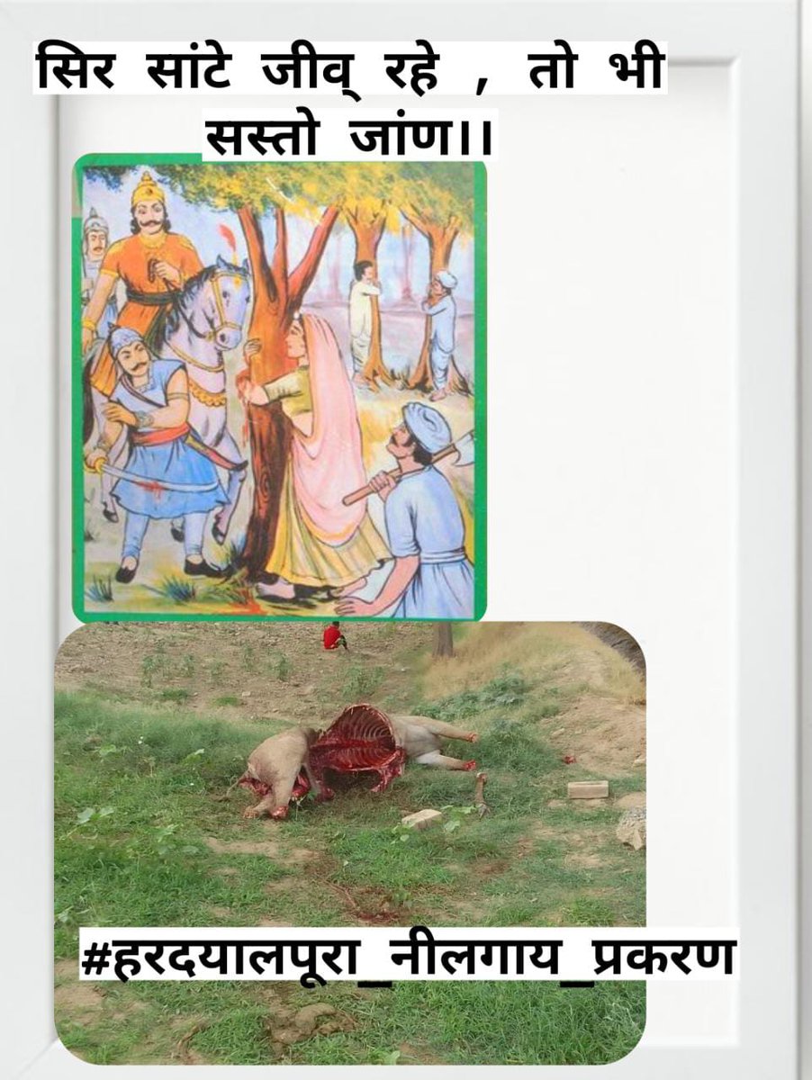 After all, why are you testing the patience of animal lovers, why are you playing with their feelings again and again, reconsidering and revising the Wildlife Act and making stricter rules so that hunters think 100 times before doing so
#हरदयालपूरा_नीलगाय_प्रकरण
<a href="/DmHanumangarh/">District Collector & Magistrate, Hanumangarh</a>