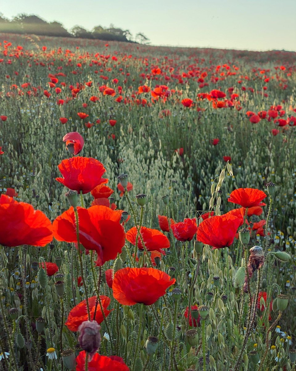 WalkinginKent's tweet photo. More red poppies on the Chartham Downs. 
.
#poppies #redpoppy #redpoppies #fieldofpoppies #poppyfield #charthamdowns #chartham #walkinginkent #lovekent #sunrisewalk #wheatfield #englishcountryside #thisisengland #ukcountryside #walkinguk #lovewalking #southeastengland https://t.co/8ToaTap39Q