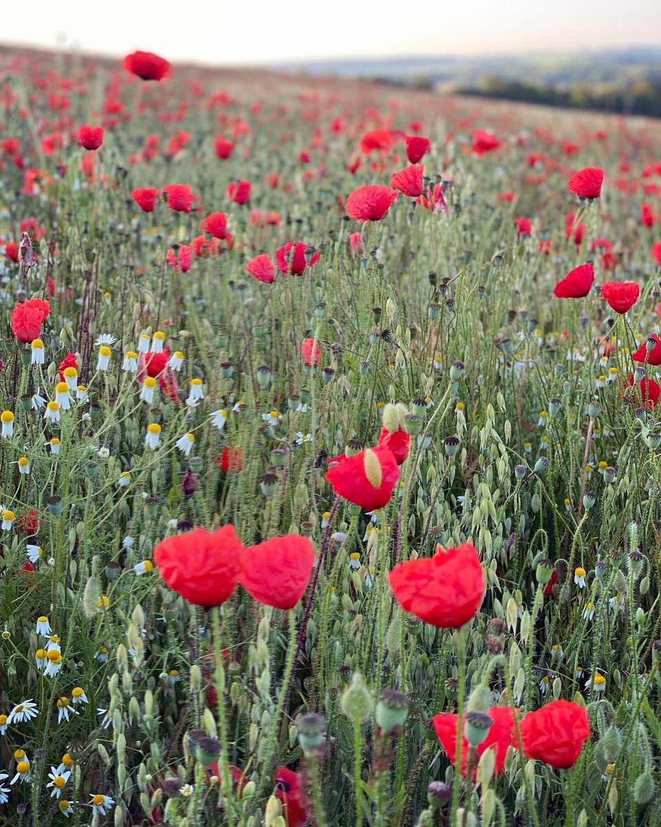 WalkinginKent's tweet photo. More red poppies on the Chartham Downs. 
.
#poppies #redpoppy #redpoppies #fieldofpoppies #poppyfield #charthamdowns #chartham #walkinginkent #lovekent #sunrisewalk #wheatfield #englishcountryside #thisisengland #ukcountryside #walkinguk #lovewalking #southeastengland https://t.co/8ToaTap39Q