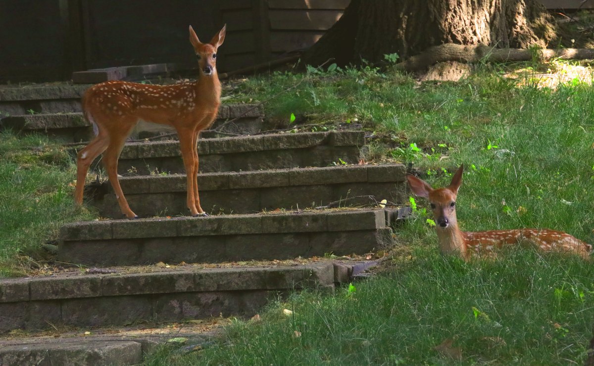 Best Friends

---------

Canon 5D Mark IV
70-200m

#fawn #babyfawn #deer
