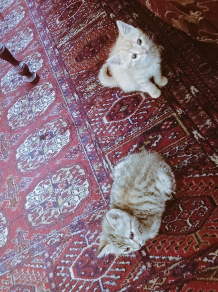 maghammedov's tweet photo. @mva505 Mastanlarım 🥲 https://t.co/kgFrPulGAF
