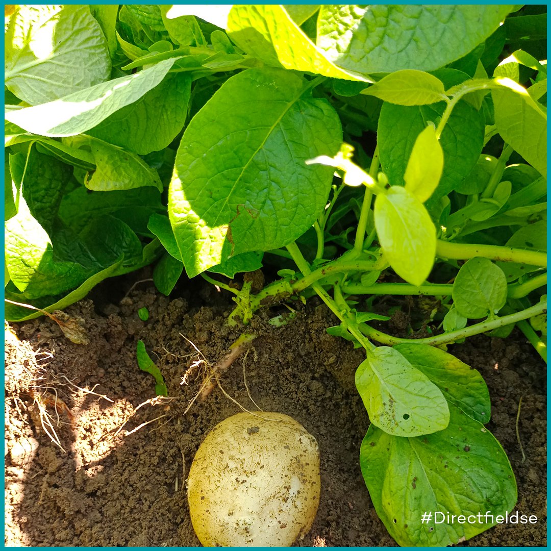 Grow Indigo tweet media