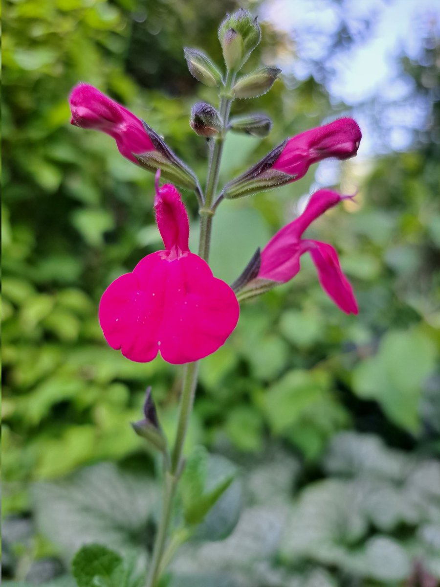 I do love a bright Salvia!  #GardeningTwitter #FlowerPower #gardening #mygarden #flower #garden