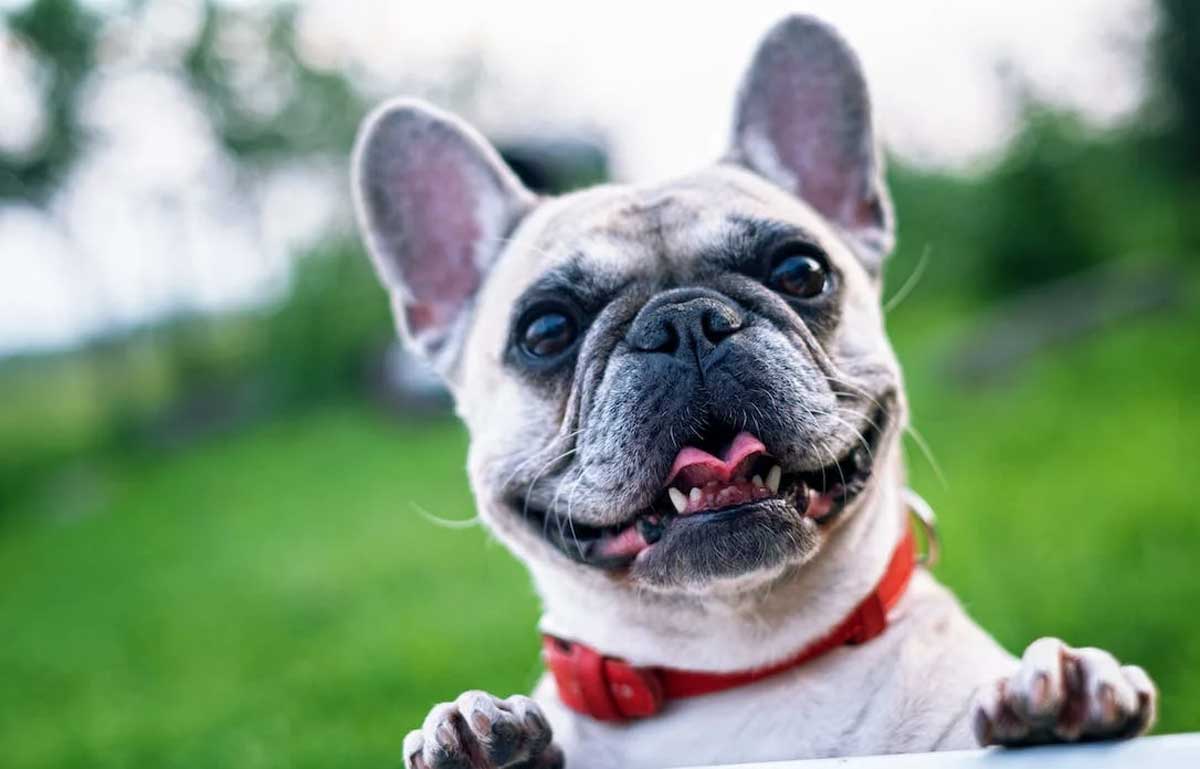 TheBestPetDogs's tweet image. 🐾🗣️ Decode your pup's language! Understanding a dog's body language is key to effective communication. Learn the subtle cues they use to express emotions and needs. 🐶💬 #DogBodyLanguage #CanineCommunication #BondingWithDogs #TheBestPetDogs #DogsOfInsta
thebestpetdogs.blogspot.com/2023/06/unders…