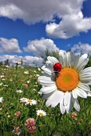 🙋‍♀️🤍🌼

💟For the world of people            
     be safe                    
And                  
   trustworthy  

#goodmorning

         🐞🌼🐞🌼🐞🌼🐞🌼🐞