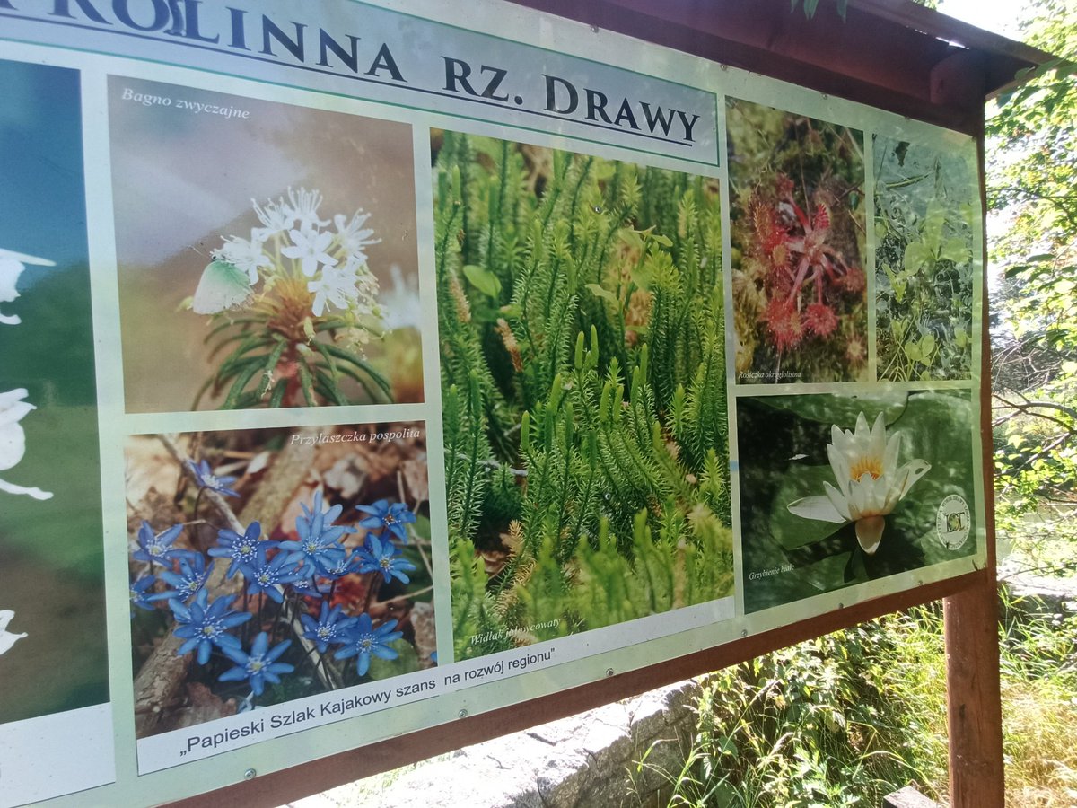 pernambuco778's tweet photo. Rzeka #Drawa
Prostynia https://t.co/VGQjFFuH7R
