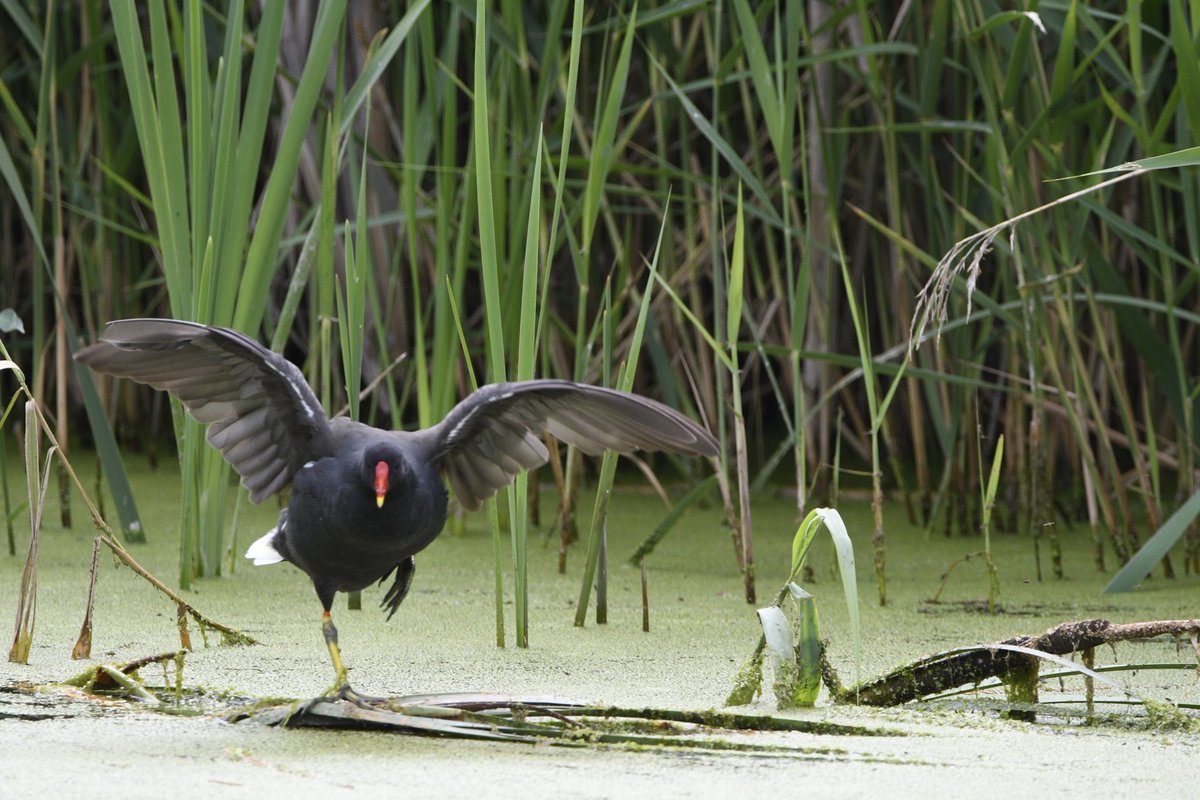 ClicOcto's tweet photo. #SummerSolstice weekend spent at @RSPBRyeMeads during #30dayswild seeing all the #fauna during the longest #weekend of the year 🪿🐦‍⬛🦆

@WildlifeTrusts
@Natures_Voice 
@ukbirds 
@UKBirdWatch https://t.co/WoEczcQ70d