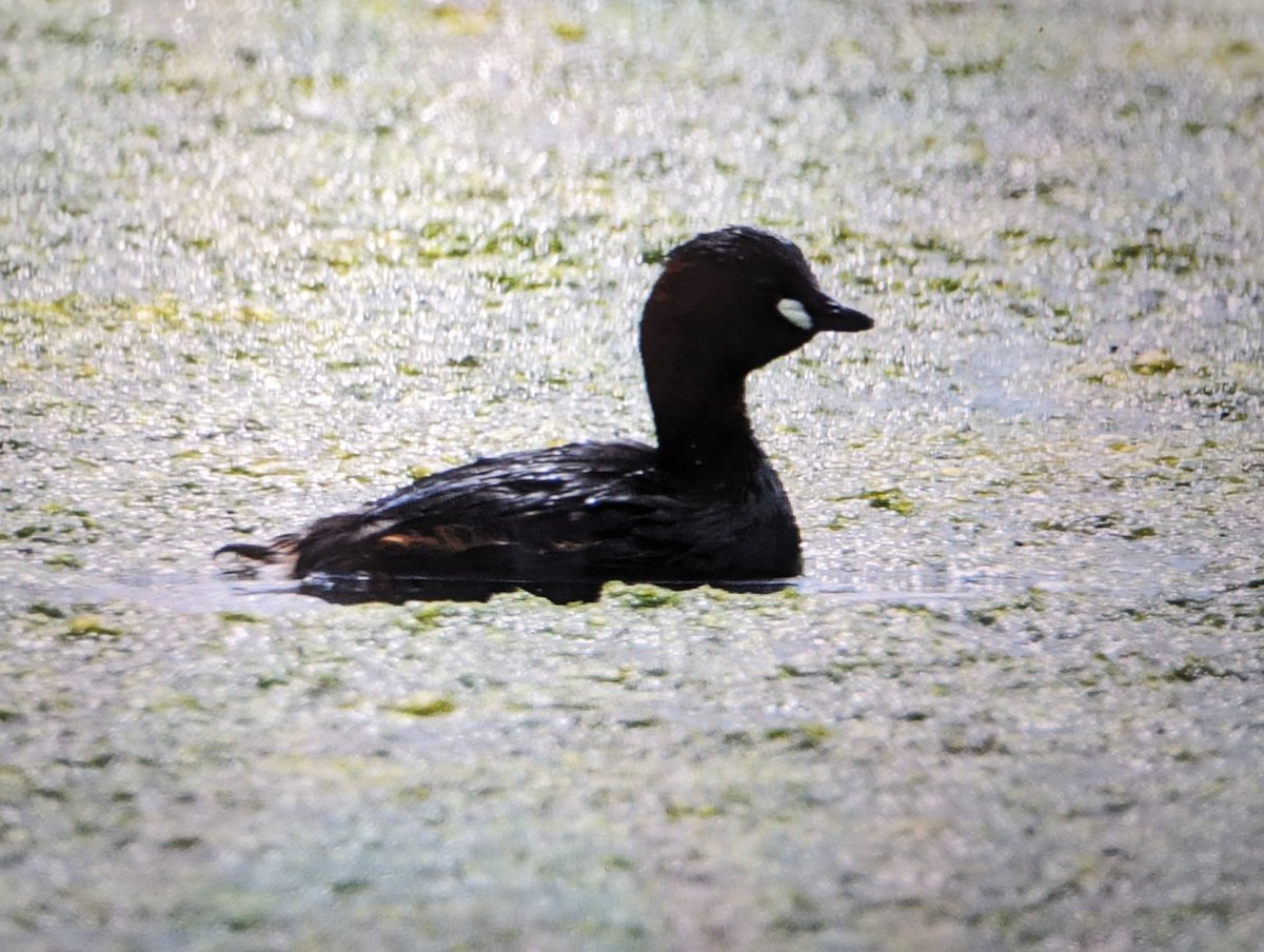 ClicOcto's tweet photo. #SummerSolstice weekend spent at @RSPBRyeMeads during #30dayswild seeing all the #fauna during the longest #weekend of the year 🪿🐦‍⬛🦆

@WildlifeTrusts
@Natures_Voice 
@ukbirds 
@UKBirdWatch https://t.co/WoEczcQ70d