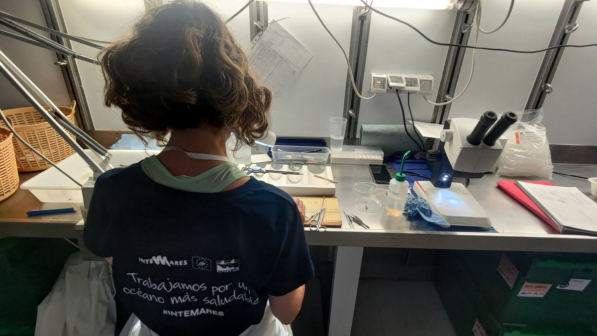 ECOBRED_COB's tweet photo. @maria_valls_mir se encarga de los muestreos de trofismo (clasifica el contenido estomacal) e isotopía (recoge muestras de tejido para trazar isotopos),y así entender mejor las relaciones entre los diferentes niveles de la red trófica.
#MEDITS 2023 #GSA5 #Mallorca #Menorca #FEMPA https://t.co/u4vinSmbne