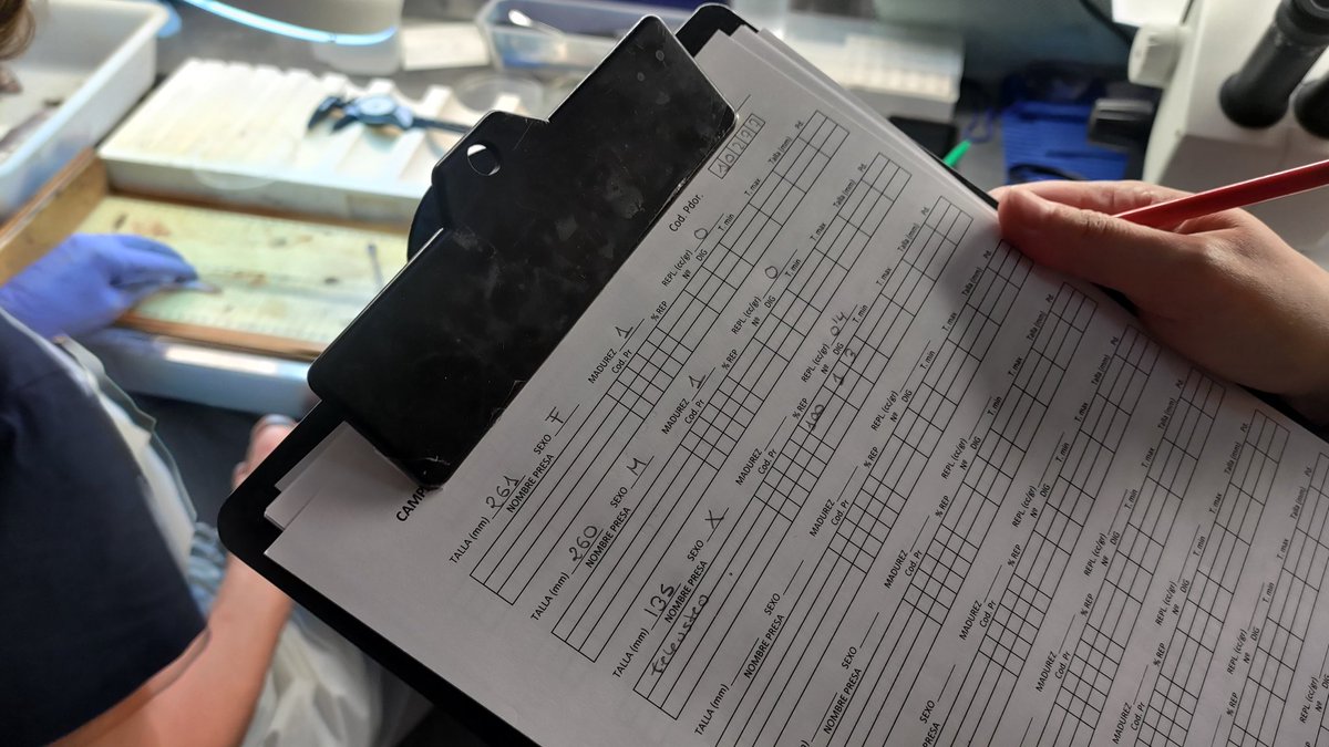 ECOBRED_COB's tweet photo. @maria_valls_mir se encarga de los muestreos de trofismo (clasifica el contenido estomacal) e isotopía (recoge muestras de tejido para trazar isotopos),y así entender mejor las relaciones entre los diferentes niveles de la red trófica.
#MEDITS 2023 #GSA5 #Mallorca #Menorca #FEMPA https://t.co/u4vinSmbne
