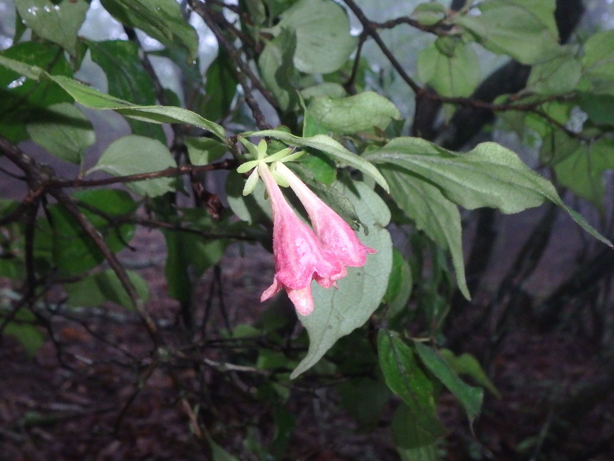 ウーイネバネバレモンココナッツバターバーのレシピ