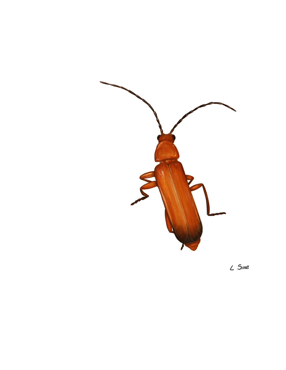 Final day of #insectweek23. Here is a drawing of my favourite beetle, the common red soldier beetle.  #InsectWeek #insects #drawing #biodiversity #art #nature #glasgow #TwitterNatureCommunity #wildlife #beetles
