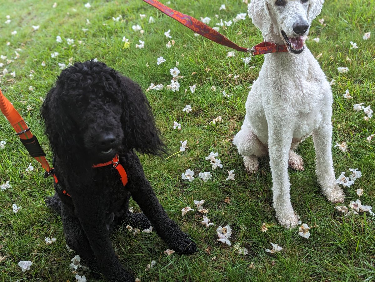 Turn every walk into an adventure. 🐾🐩❤️

#doglife #dogtraining