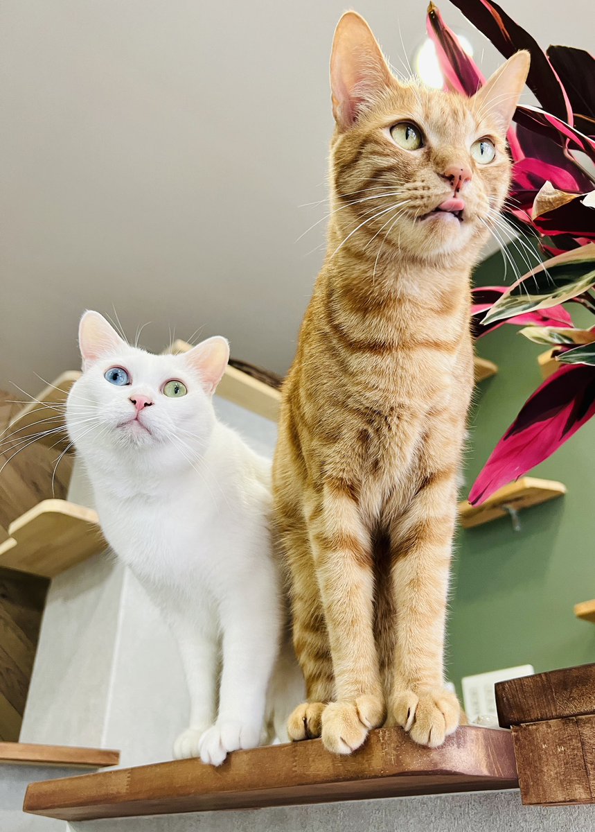 oddeye2abukabu's tweet photo. 珍しいツーショット🧡💜

#保護猫 
#neko 
#cat 
#mellow
#看板猫
#美容院の看板猫 
#kitty
 #oddeyed #petstagram #instacat #catoftheday
#천사
#고양이
#Kucing
#kadi #gato #gatto #kat #茶トラ https://t.co/Ov76XV3YQW