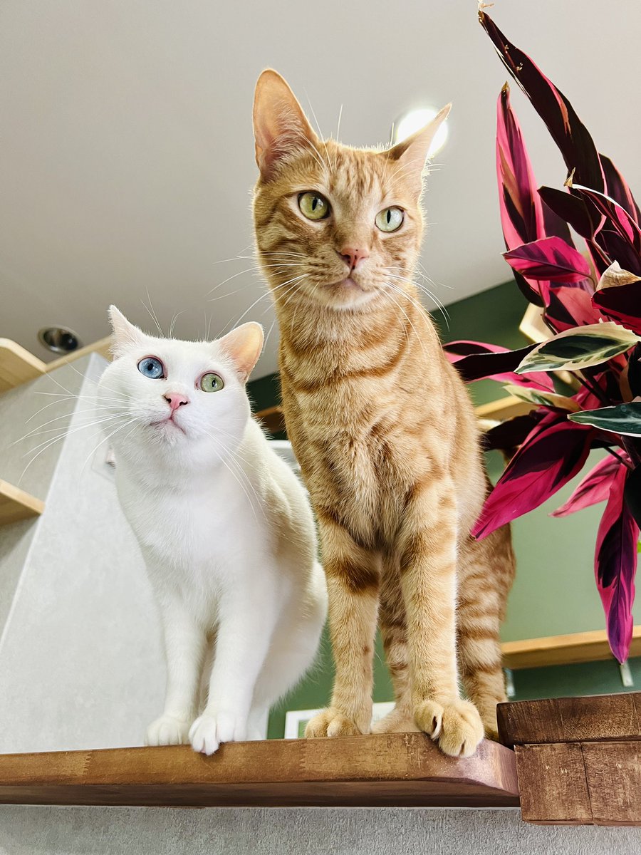 oddeye2abukabu's tweet photo. 珍しいツーショット🧡💜

#保護猫 
#neko 
#cat 
#mellow
#看板猫
#美容院の看板猫 
#kitty
 #oddeyed #petstagram #instacat #catoftheday
#천사
#고양이
#Kucing
#kadi #gato #gatto #kat #茶トラ https://t.co/Ov76XV3YQW