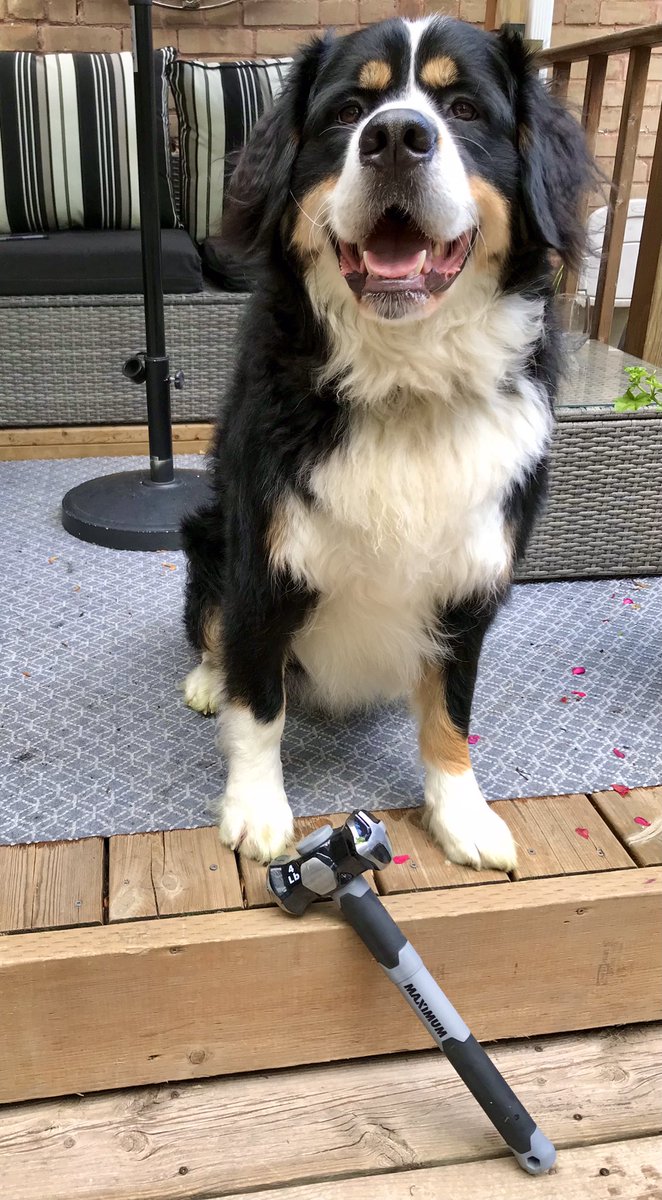 RT @Reudi: There’s a new Thor in town.
#bernesemountaindog #dogtwitter #sundayvibes https://t.co/bWyaTnqpMC