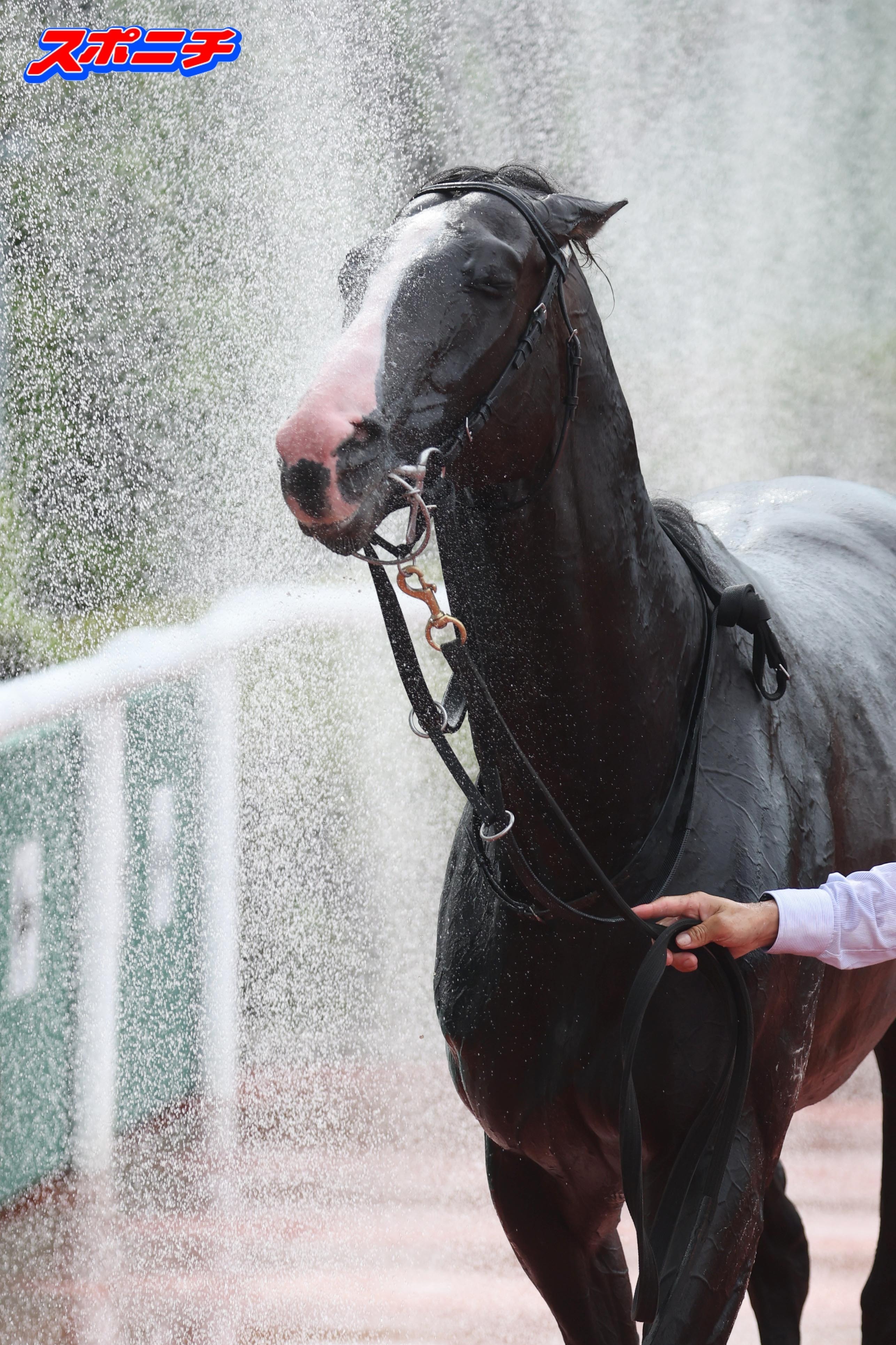 スポニチ競馬Web🐴 on X: 