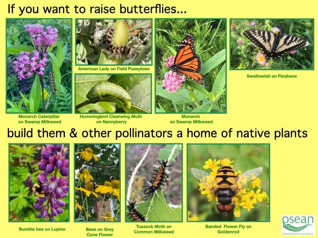 OSEAN_Ottawa's tweet photo. The poor #airquality levels are a reminder that we need collective action on #climate. That is one of the reasons for our #pollinatorprogram. Planting even a few natives helps our planet. Will you be part of the solution today? Build  local habitat &amp; food https://t.co/QBBmmbckXl https://t.co/w9VT6RvMhw