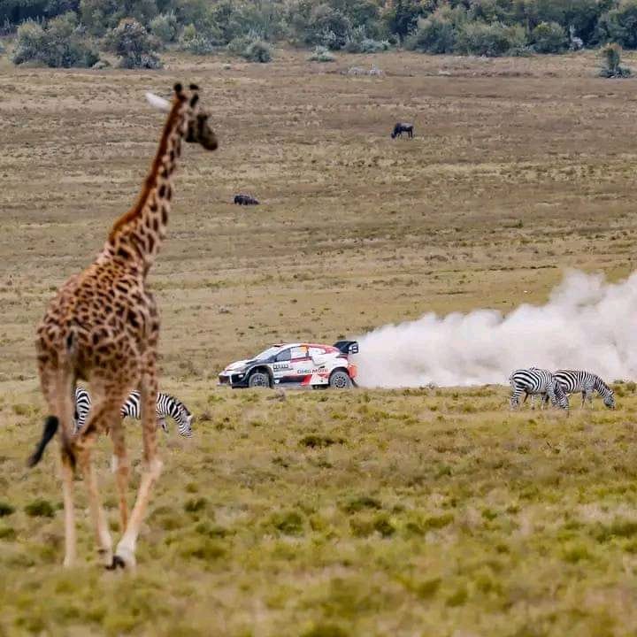 Serenity meets adrenaline rush  #AbabuNaKazi
#TalantaHela 
#HustlaBazaar
 #HustlaVillage
#RallyBizNaSherehe
#WRCSafariRally2023