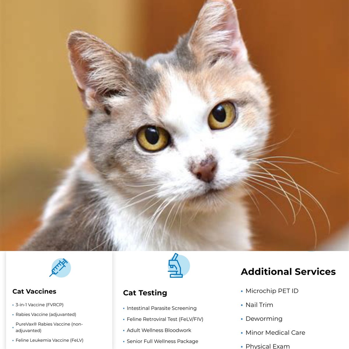 psp9024's tweet image. VIP Pet Care Vets will be at the Pet Supplies Plus in Albany TODAY from 1-2:30pm! Walks-ins only! Bring in your Cats and Dogs for Vaccines, testing and more! #VipPetCare #pspAlbany #Vaccines #LoveYourPet #psp