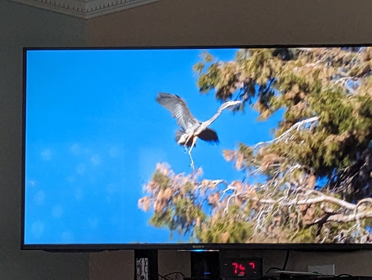 EmTMac's tweet photo. Episode 4 of Extraordinary Birder and it's about a Great Blue Heron couple in Palm Springs, CA @every_heron  Look at that majestic form 💙 https://t.co/Q4MROHVoqV