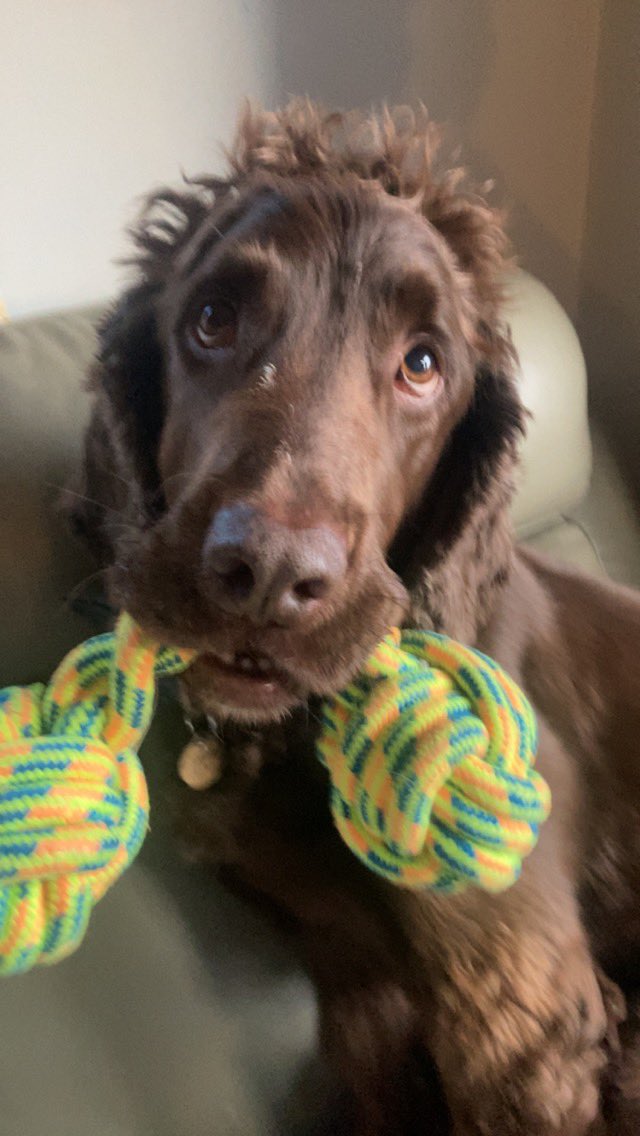 dog #1 reveal - tobias, chocolate sprocker spaniel