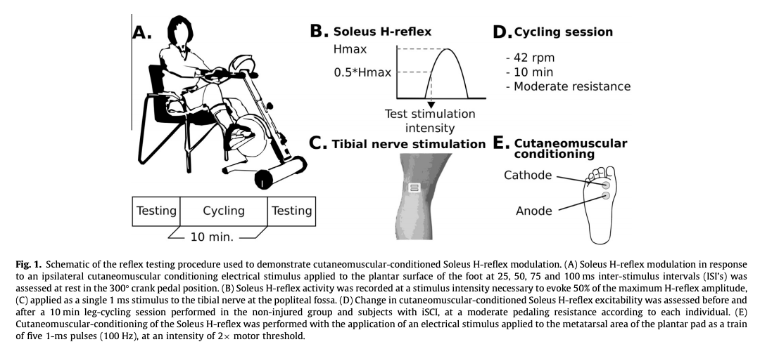 ClinicalNeuroph's tweet photo. [H-reflex activity after spinal cord injury] Piazza et al.: “Leg-cycling modulates cutaneomuscular-conditioned spinal neuronal excitability in healthy subjects and individuals with incomplete spinal cord injury,”

https://t.co/qg4JxIe3nb
#Spiinal #HReflex #ClinicalNeuroph https://t.co/BKZzfW4FYa