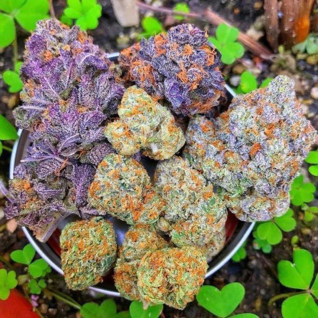 The choices 🍋🍇😍🔥

#StonerFam #Mmemberville #WeedLovers #CannabisCommunity
