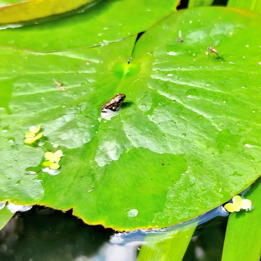 LizzieFletch's tweet image. Our tadpoles became froggies 🥹🐸 #frog #pondlife