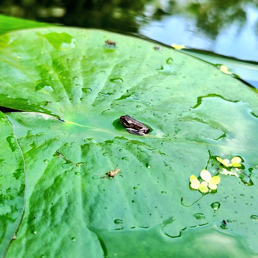 LizzieFletch's tweet image. Our tadpoles became froggies 🥹🐸 #frog #pondlife