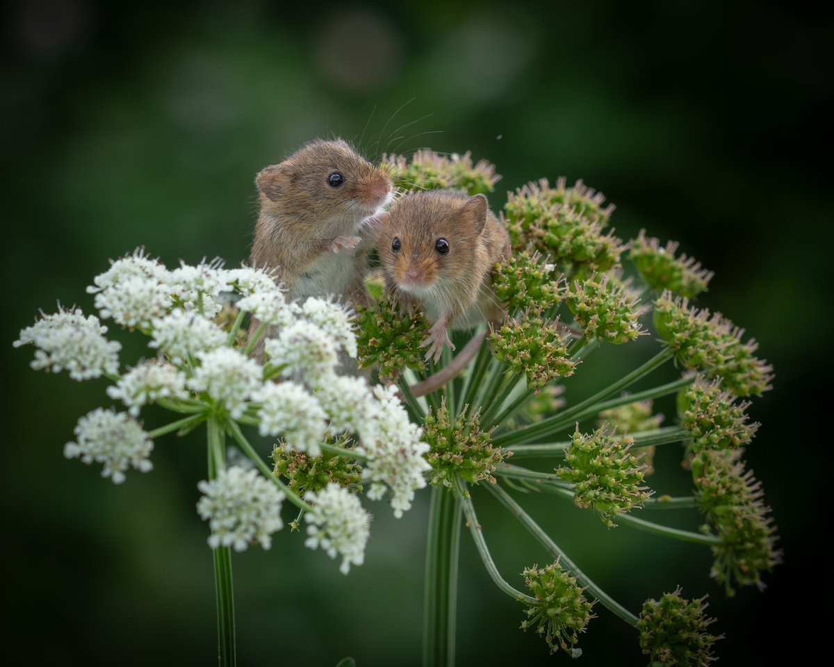 I’m sorting out all my competition entries today. Not only do I need to choose my favourites but resize each photo to upload. I’m entering NPOTY & CUPOTY this year .. I’m hoping these little mice capture the hearts of the close up photographer judges! 🤞🏻 #wildlifephotography