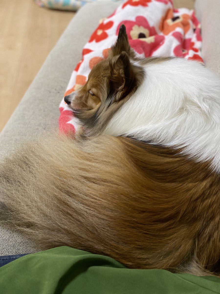 シエルはここが定位置🐶👩

今日も楽しいお散歩だったね♡
#シェルティ
#シェットランドシープドッグ