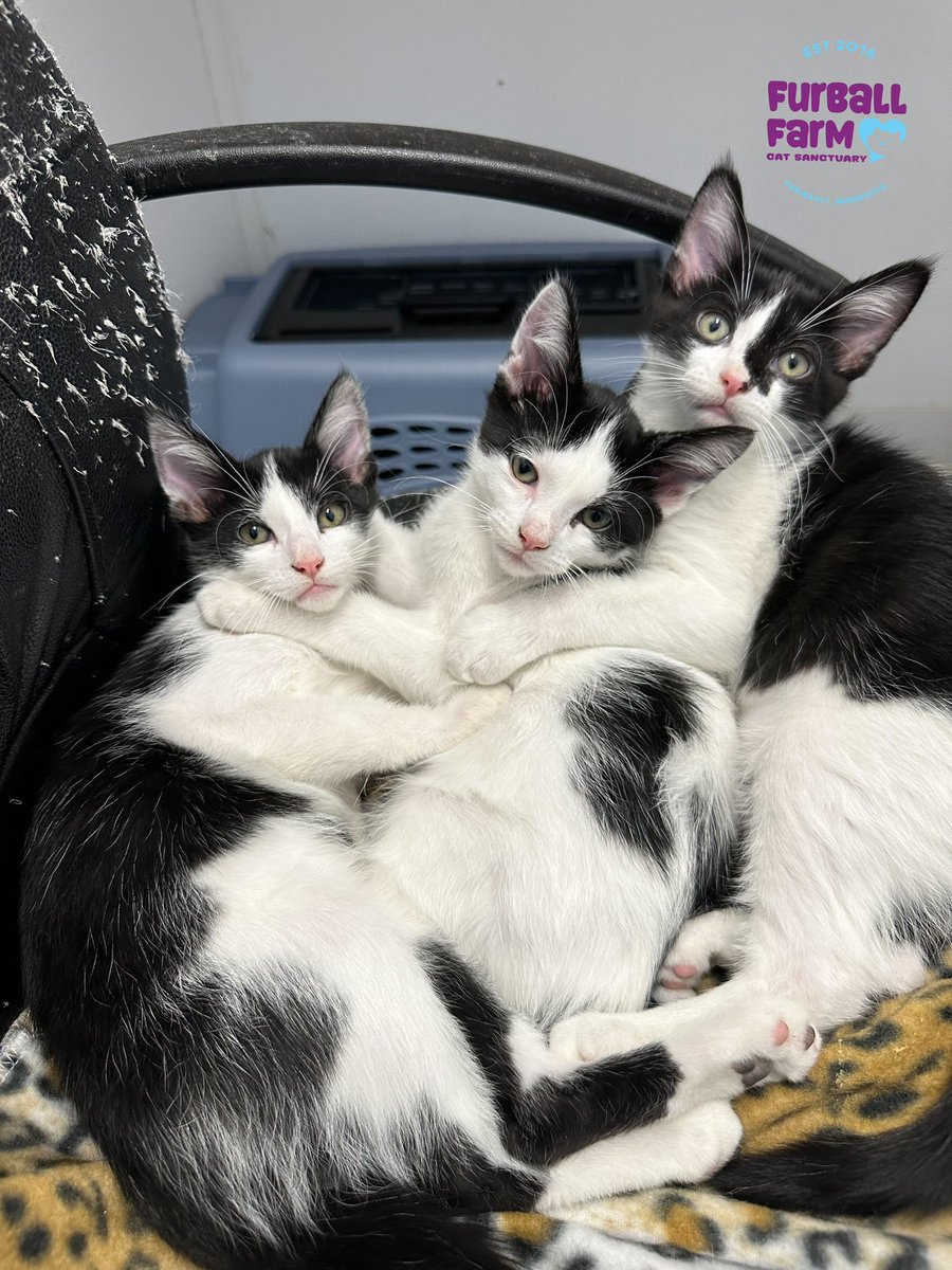 These 3 boys are ready for adoption! #neutered #vaccinated #thisisrescue #spayandneuter #straycats #teamwork #furballfarmcatsanctuary