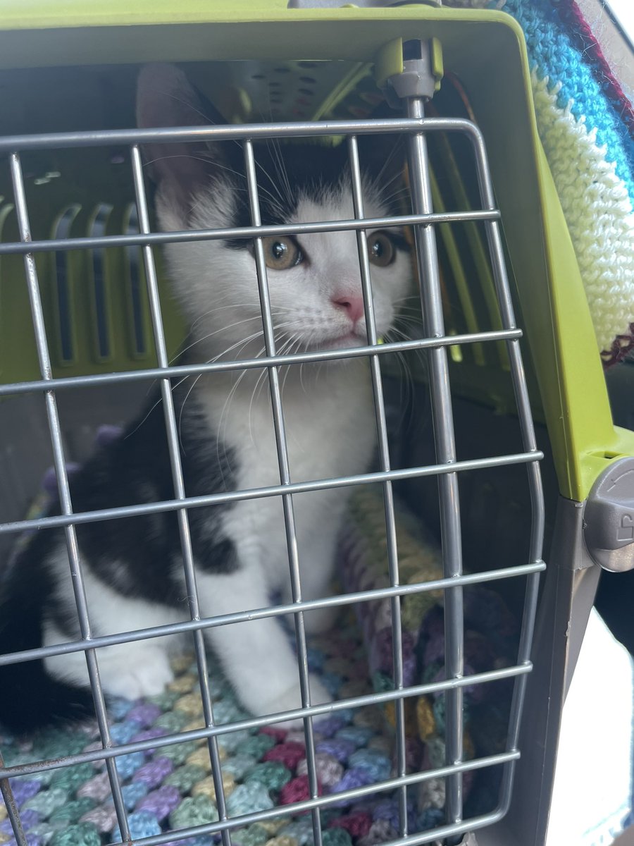 Whiffenpuff's tweet photo. There is no man of the house here..

But I thought I’d try Bumble 🥴

Off to Hertfordshire #BlueCross. 

I picked up a man, well a 9 week old kitten called bumble. 😻

Goose has family now . Please say hello to Bumble 

#AdoptDontShop @The_Blue_Cross https://t.co/PS39zqVznT