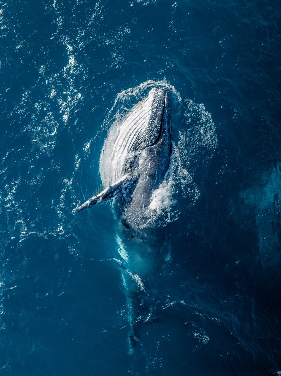 newlightvisuals's tweet photo. Gm from the real Sea World 🐋 https://t.co/Dz78EMBymT
