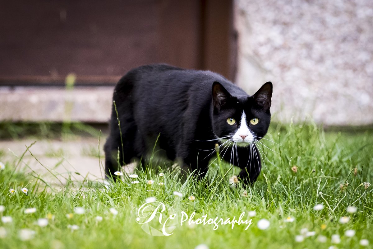 RyanCPhotog's tweet photo. Evening visitor
#cat #cats #catsofinstagram #catlife #cats_of_instagram #kitty #kitties #blackcat #mycanon #mycanonstory #catlife #catstogram #catgram #feline #Caturday https://t.co/bsc8mPDVp0