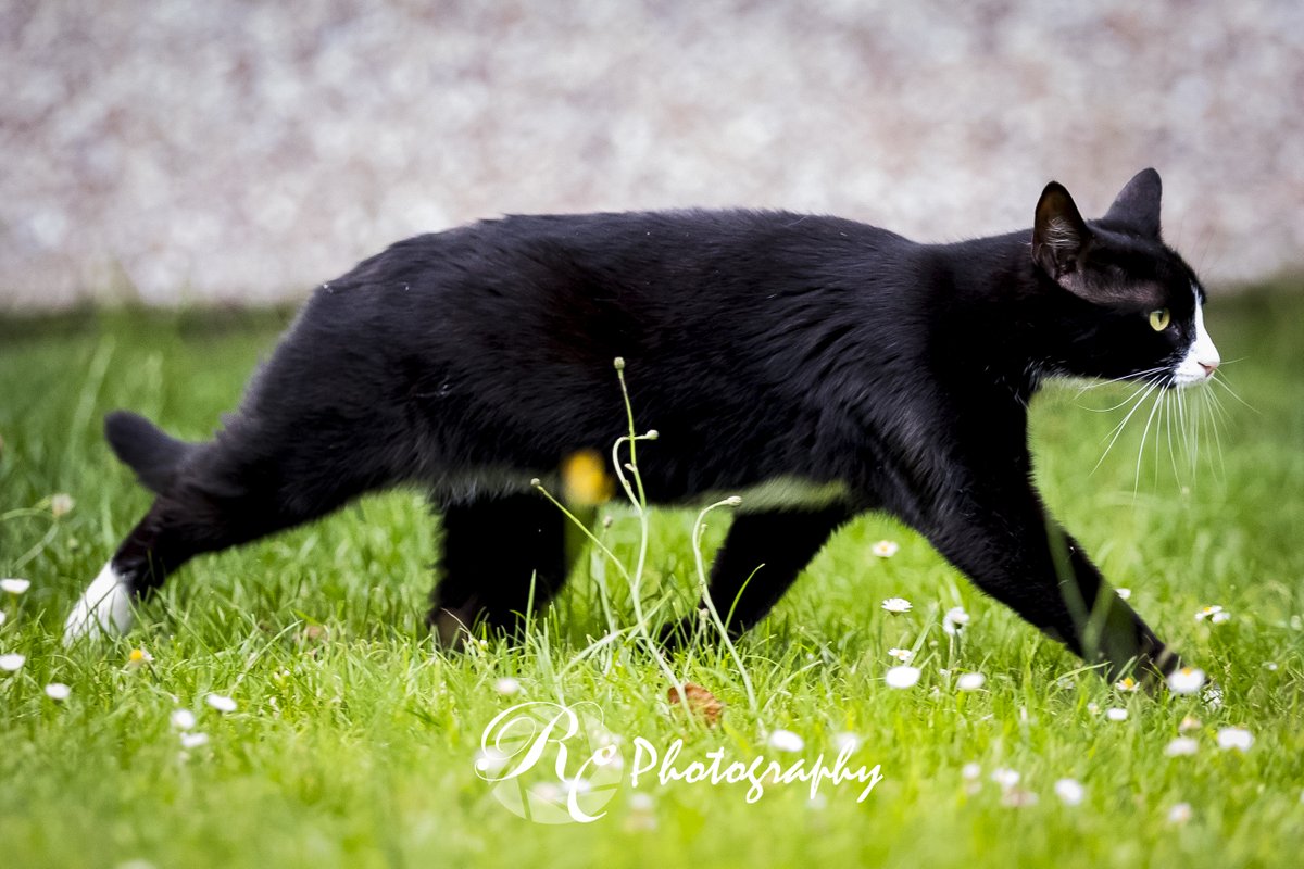 Evening visitor

#cat #cats #catsofinstagram #catlife #cats_of_instagram #kitty #kitties #blackcat #mycanon #mycanonstory #catlife #catstogram #catgram #feline #Caturday