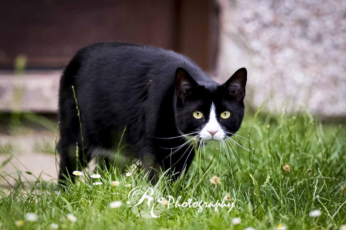 RyanCPhotog's tweet photo. Evening visitor
#cat #cats #catsofinstagram #catlife #cats_of_instagram #kitty #kitties #blackcat #mycanon #mycanonstory #catlife #catstogram #catgram #feline #Caturday https://t.co/bsc8mPDVp0