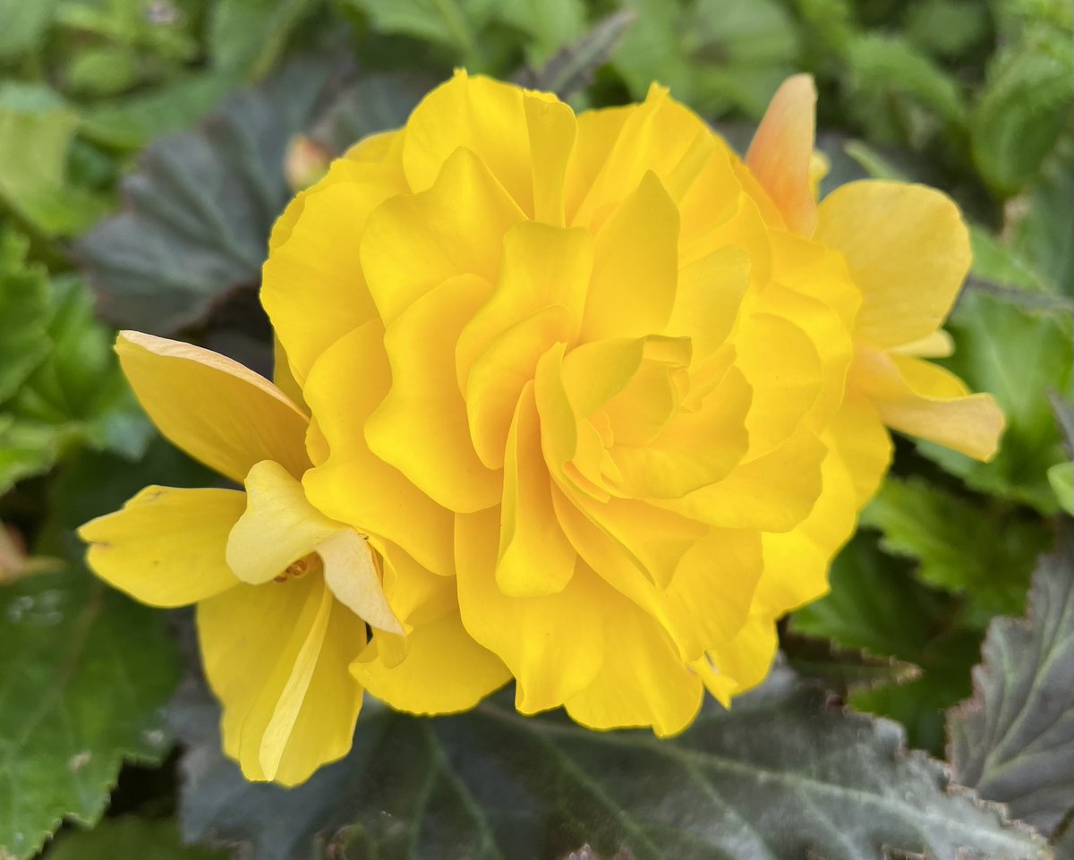 This #begonia really caught my eye this morning! #SundayYellow ☀️💛⭐️🌻 #SundayMotivation  #GardeningTwitter